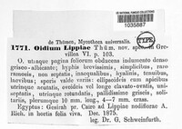 Oidium lippiae image